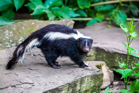 Are Skunks Blind? (And 7 Other Myths About Skunks) - A-Z Animals