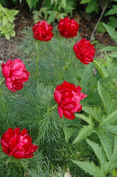 Double Fernleaf Peony (Paeonia tenuifolia 'Flore Plena') in Winnipeg Headingley Oak Bluff ...