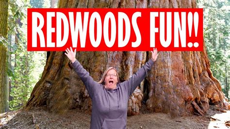 Redwood National Park TIPS! | Lady Bird Johnson Grove Trail - YouTube