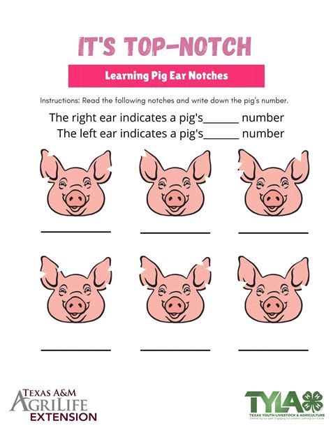 Pig Ear Notching | Pig ear notches, Pig ears, Animal lessons