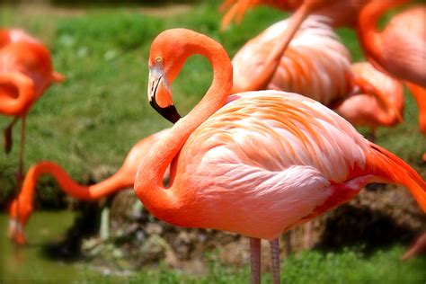 Free Images : animal, wildlife, beak, macro, fauna, birds, flamingo, vertebrate, water bird ...