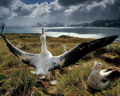 Wandering Albatross Facts, Lifespan, Predators, Pictures