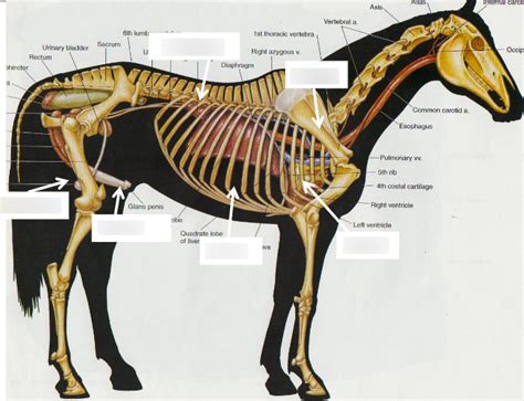 Horse Male Diagram | Quizlet