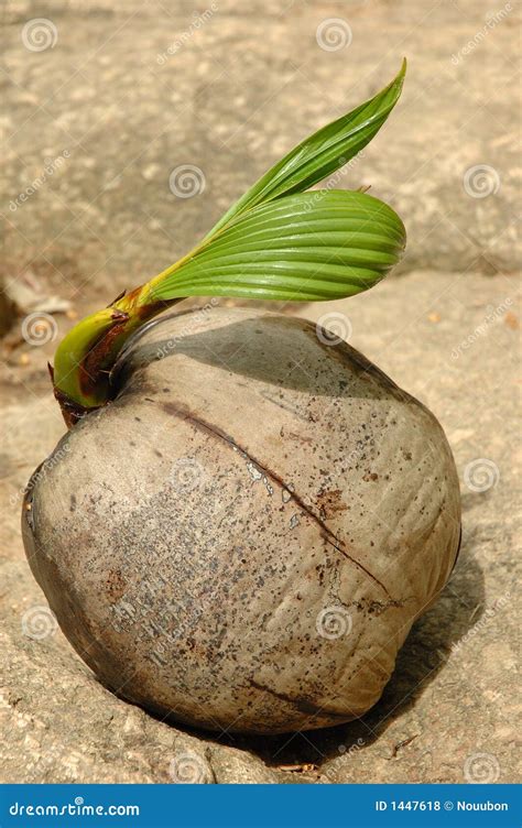 Coconut Seed Sprouts New Life Royalty Free Stock Photos - Image: 1447618