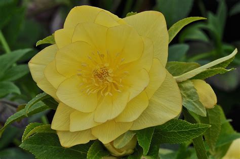 Five great hellebores - Richard Jackson Garden