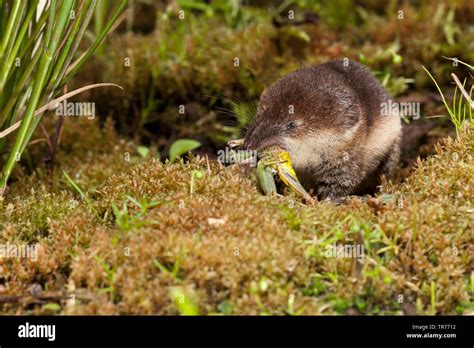 common shrew, Eurasian common shrew (Sorex araneus), eating, Netherlands Stock Photo - Alamy