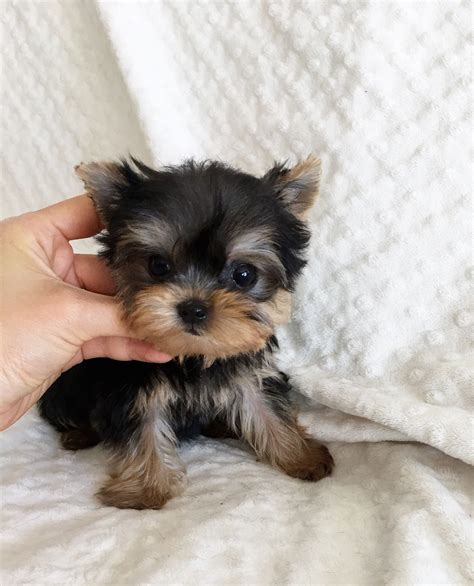 Teacup Yorkie Poo Puppies For Sale In California - Pets Lovers