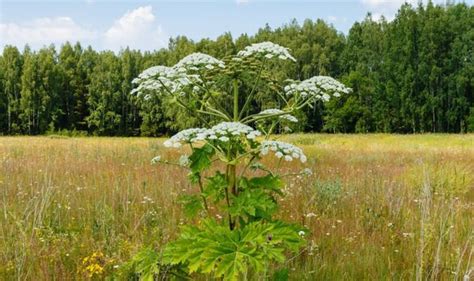 Giant hogweed warning: What happens if you touch Giant hogweed? | Express.co.uk