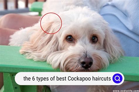 The 6 Types Of Best Cockapoo Haircuts With Pictures! (2024) - Oodle Life