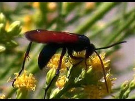 Pepsis Wasps AKA Tarantula Hawks Slow Motion Flight - YouTube