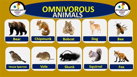 omnivores examples Archives - Vocabulary Point