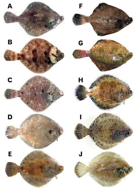 Species New to Science: [Ichthyology • 2016] Redescriptions of Two Closely related East Asian ...