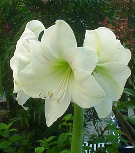 flowers for flower lovers.: Amaryllis flowers images.