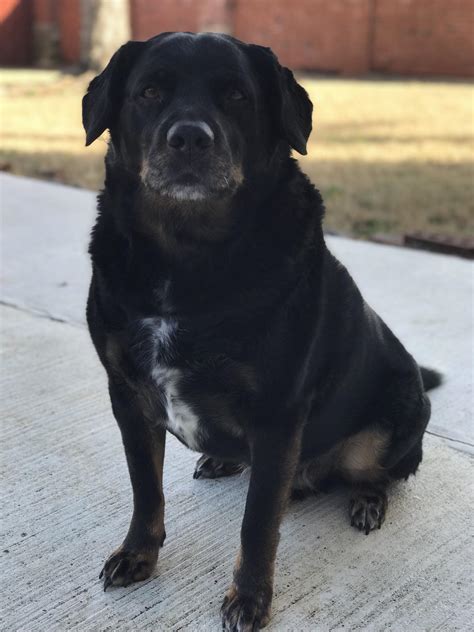 This is Major, my 9-year old Rottweiler/Black Lab mix. : r/aww