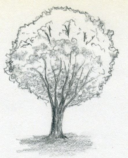 How To Draw Pencil Sketches Of Trees