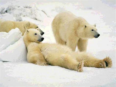 Tundra Animal List, Facts, Adaptations, Pictures