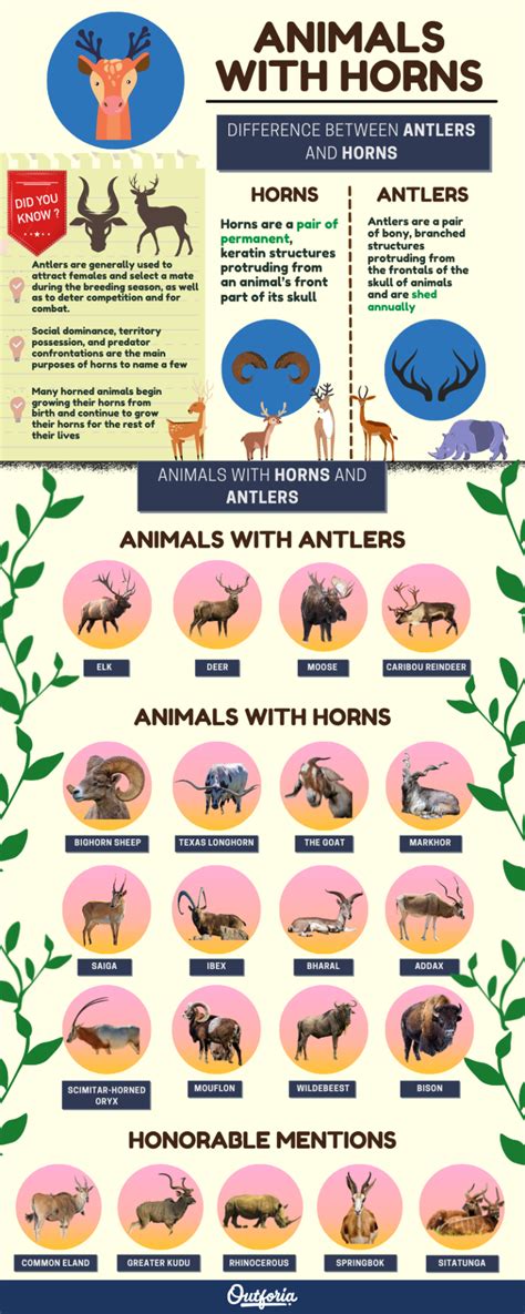 21+ Animals With Horns (and Antlers) + Pictures and Facts