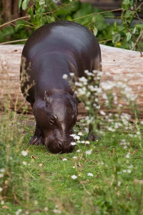 Grazes Eats on Green Grass. Pygmy Hippo Hippopotamus is a Cute Little ...