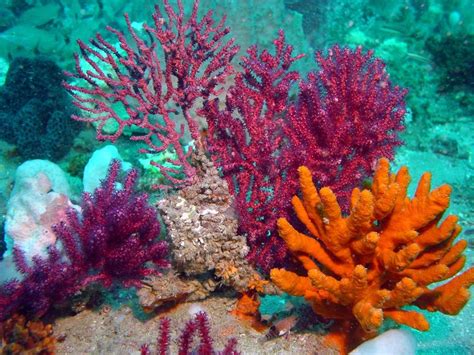 colorful coral | Beautiful sea creatures, Coral reef photography, Underwater sea