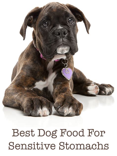 Best Food For Small Dogs With Colitis / Top 10 Best Healthy Dry Dog Food in 2020 Reviews - Your ...