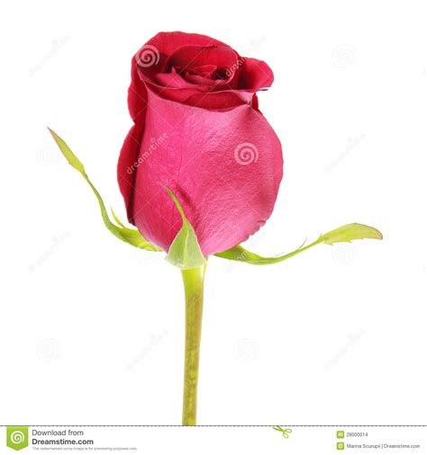 Isolated red rose bud stock photo. Image of jewelry, petal - 28000014