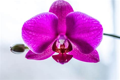 Beautiful bouquet of flowers with purple orchids and white chrysanthemums - Creative Commons Bilder