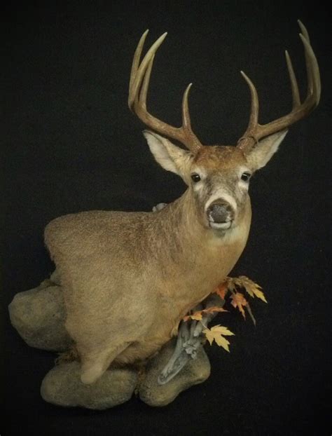 Whitetail Deer Mounts