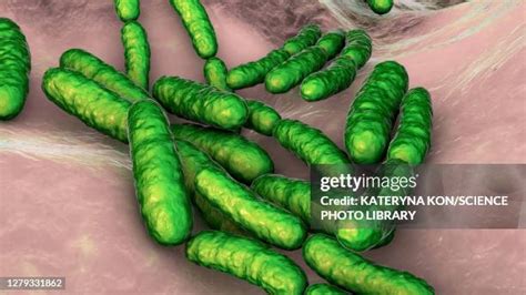 12 Lactobacillus Rhamnosus Stock Photos, High-Res Pictures, and Images ...