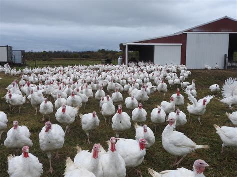 Ridgecrest Turkey Farm re-opens - Westside News