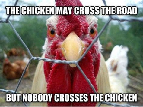 See original image | Funny bird pictures, Chicken humor, Funny birds