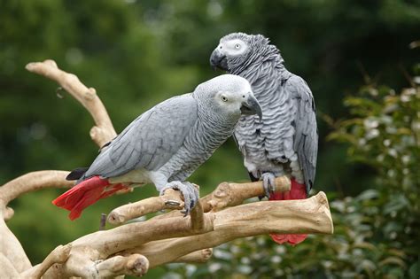 African Grey Parrot Breeding