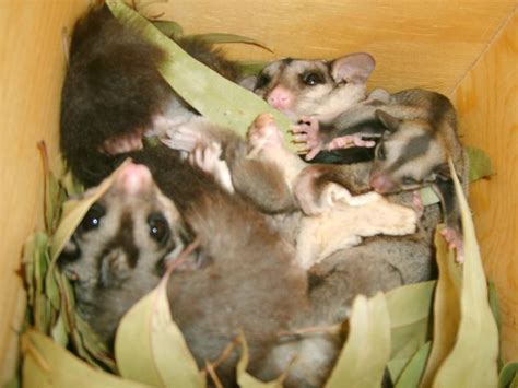 GliderGossip - Squirrel Glider baby