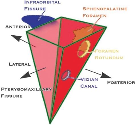 Head and Neck Anatomy: Pterygopalatine Fossa