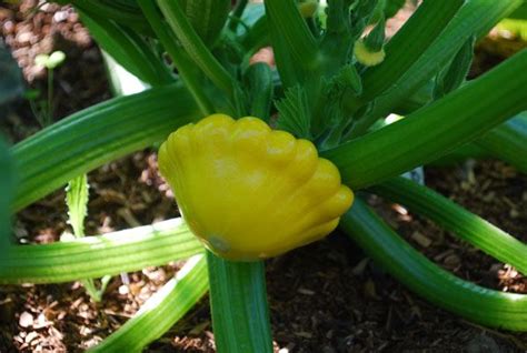 Harvesting Squash, When to Harvest Squash | Container gardening ...