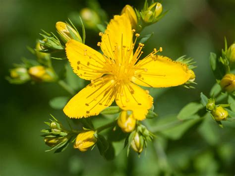 Hypericum perforatum - Common St. John's Wort | World of Flowering Plants