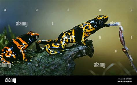 Two yellow-banded poison dart frogs, Dendrobates leucomelas Stock Photo - Alamy