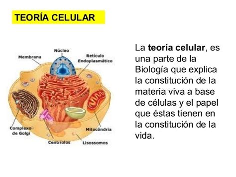 imágenes de los principios de la teoría celular - Brainly.lat