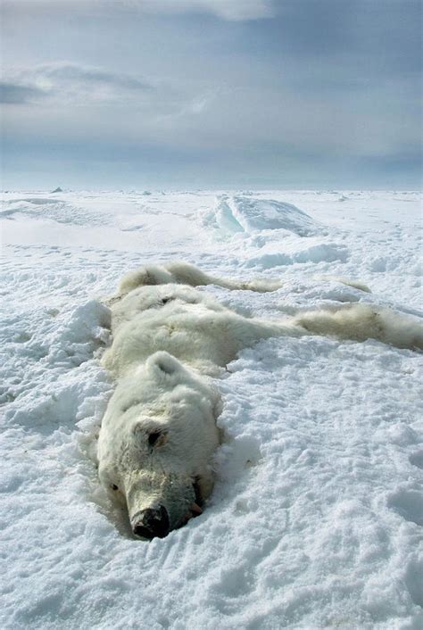 Dead Polar Bear Photograph by Science Photo Library - Pixels