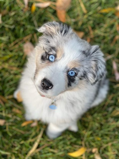 australian-shepherd-breeders - Canyon Creek Aussies