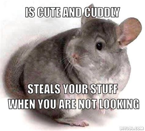 Chinchillas are cute and cuddly BUT they will steal your stuff when you're not looking ...