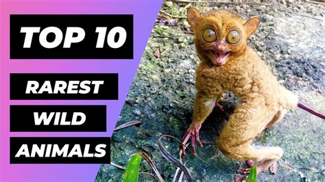 7 Rarest Animals in the World