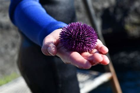 Purple Sea Urchins are hungry; headed for your tank next | Reef ...