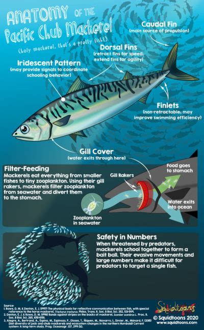 Anatomy of the Pacific Mackerel - Squidtoons