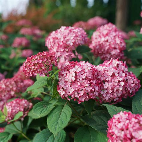 Stunning Mountain Hydrangea Varieties That Will - free-black-on-blonde-movie