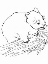 Wombat coloring Pages sketch template
