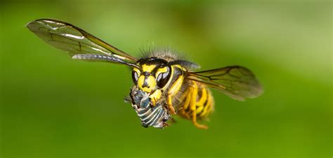 Using the Cognisys Insect Rig to Monitor a Yellow Jacket Nest