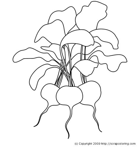 Radish Drawing at GetDrawings | Free download