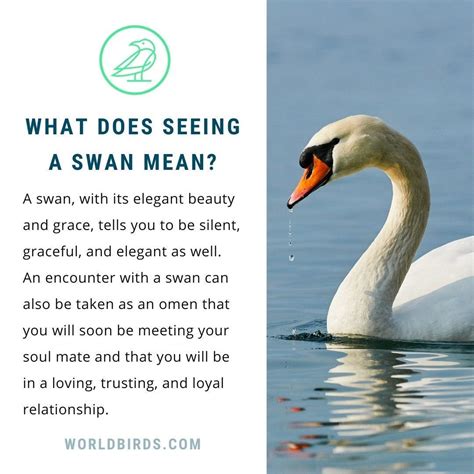 Swan Symbolism & Meaning (+Totem, Spirit & Omens) - World Birds ...