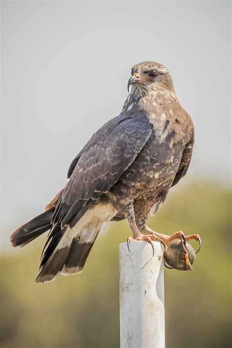 Snail Kite « Audubon Everglades