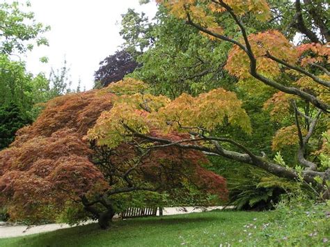 Red Dragon Japanese Maple Tree Care Guide | Plantly